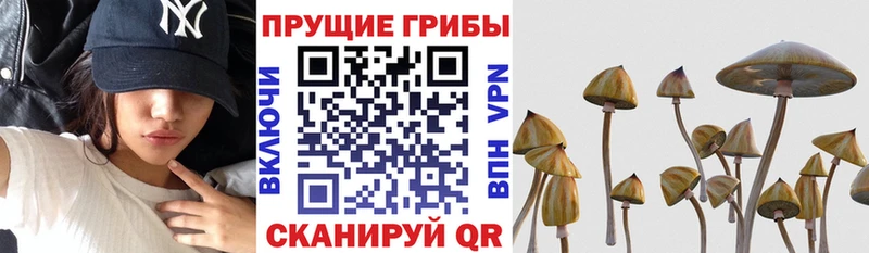 Псилоцибиновые грибы Psilocybe OMG онион Владивосток